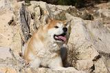 AKITA INU 244